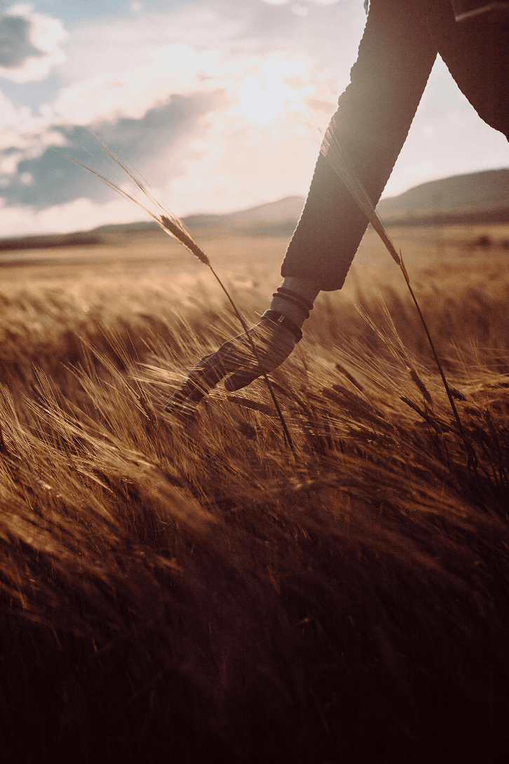 A hand moving through sunlit wheat