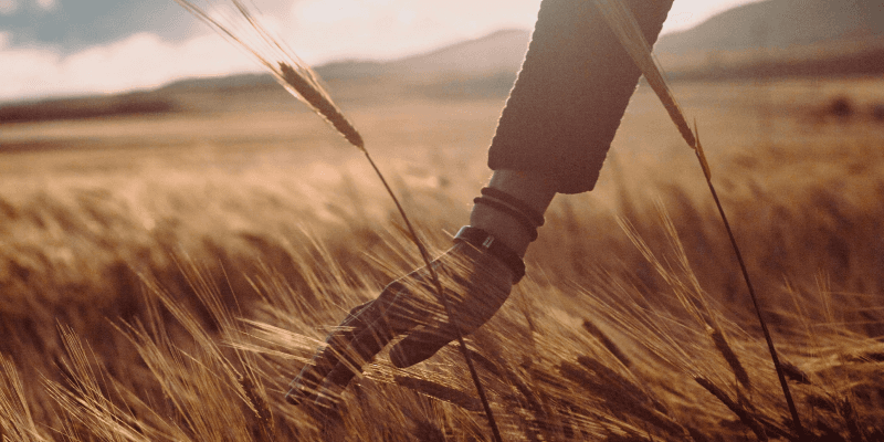 A hand moving through a wheat field at sunset